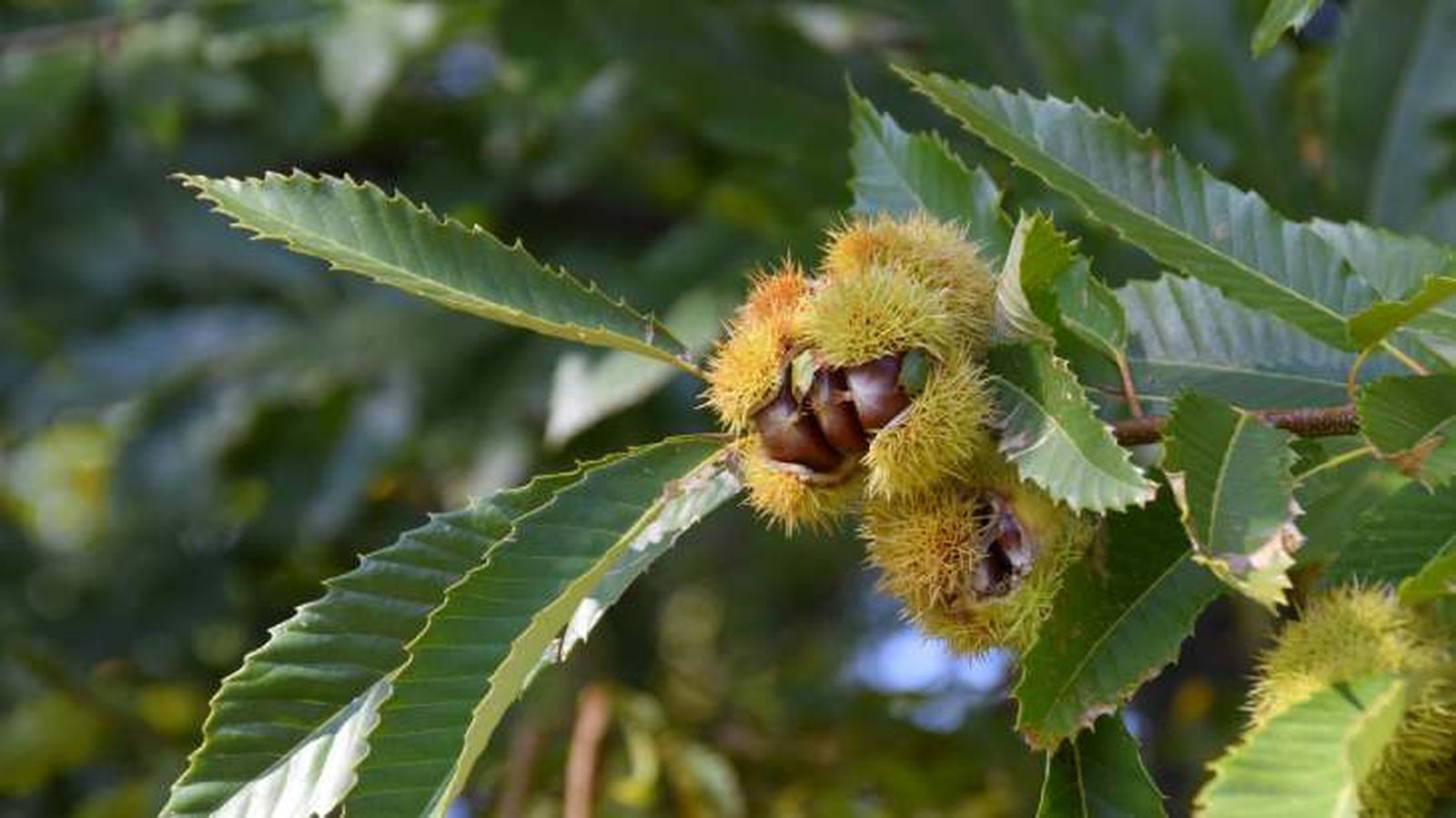 castanas maduras arbol