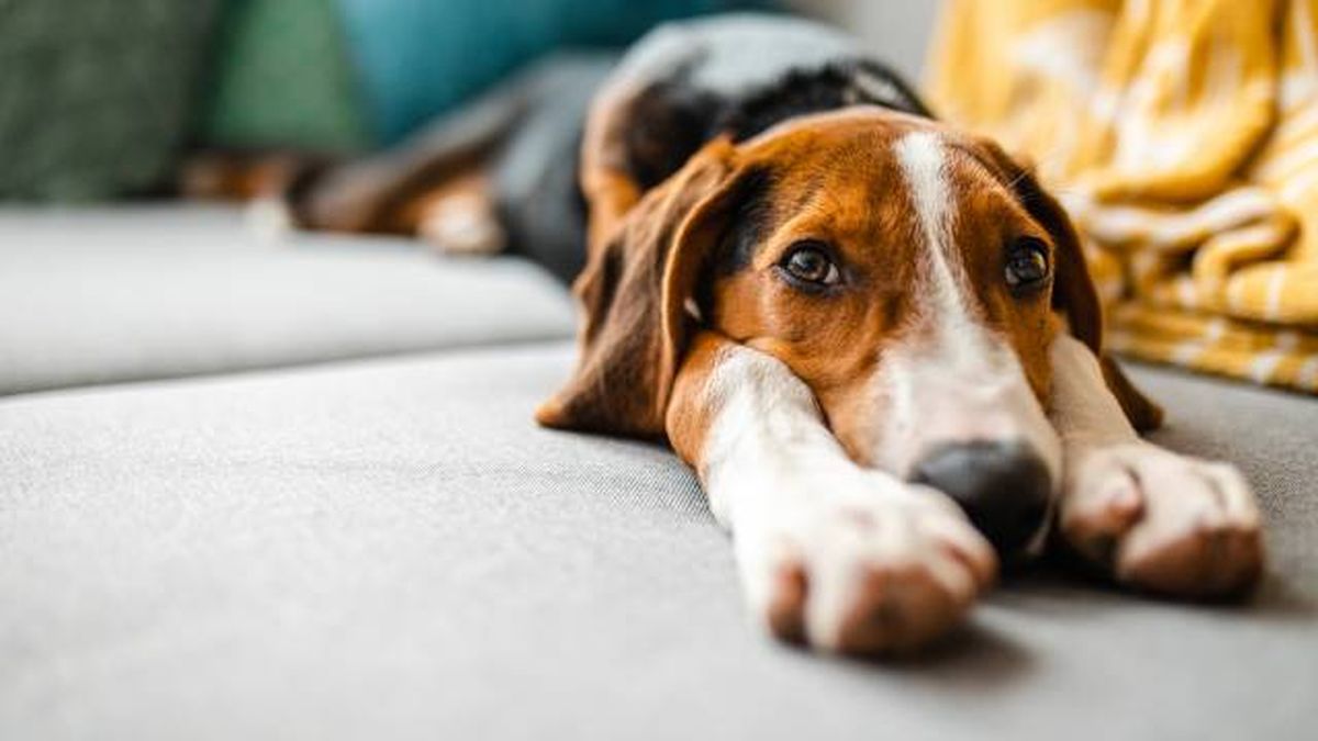 perros solos en casa cuanto tiempo ley de bieenstar animal 2023