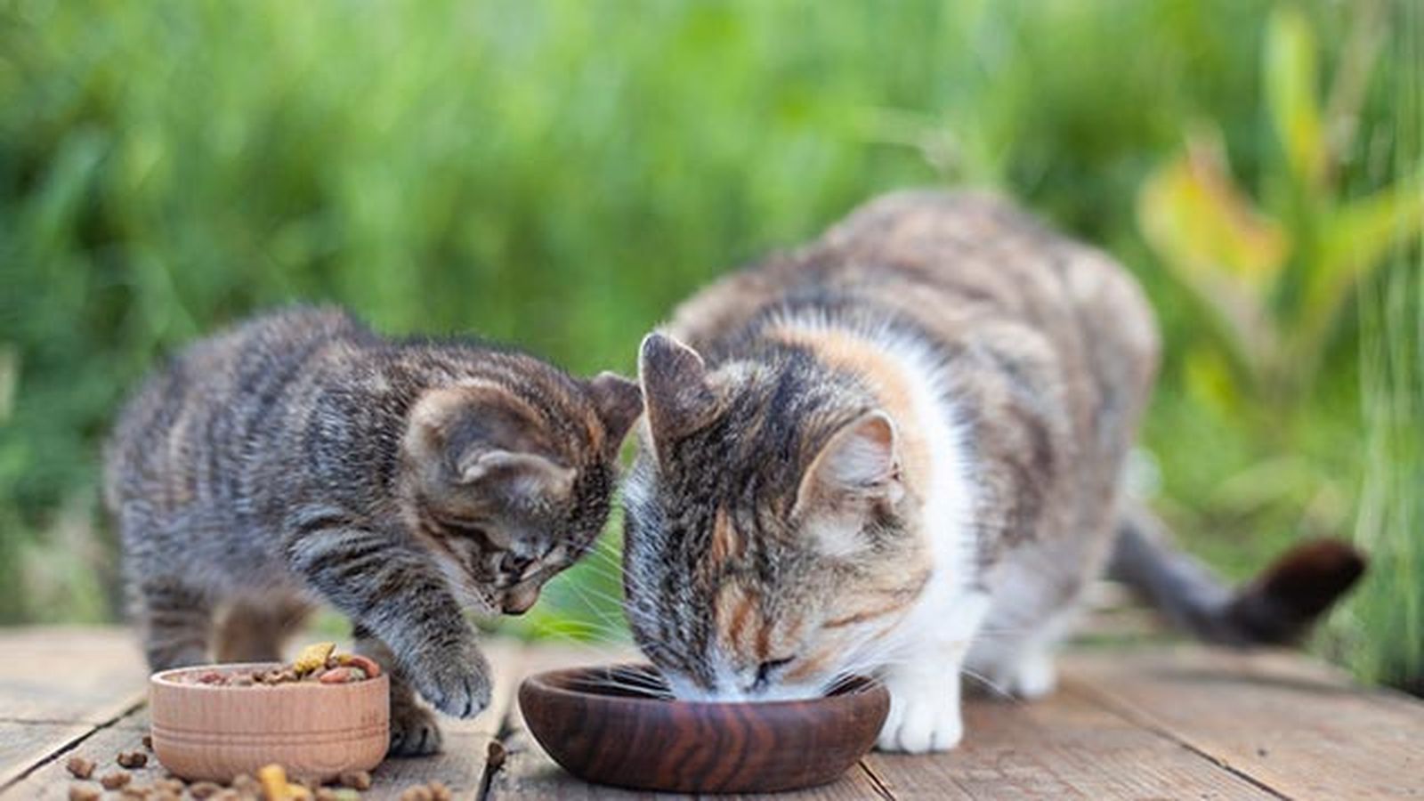 gato joven y gato mayor