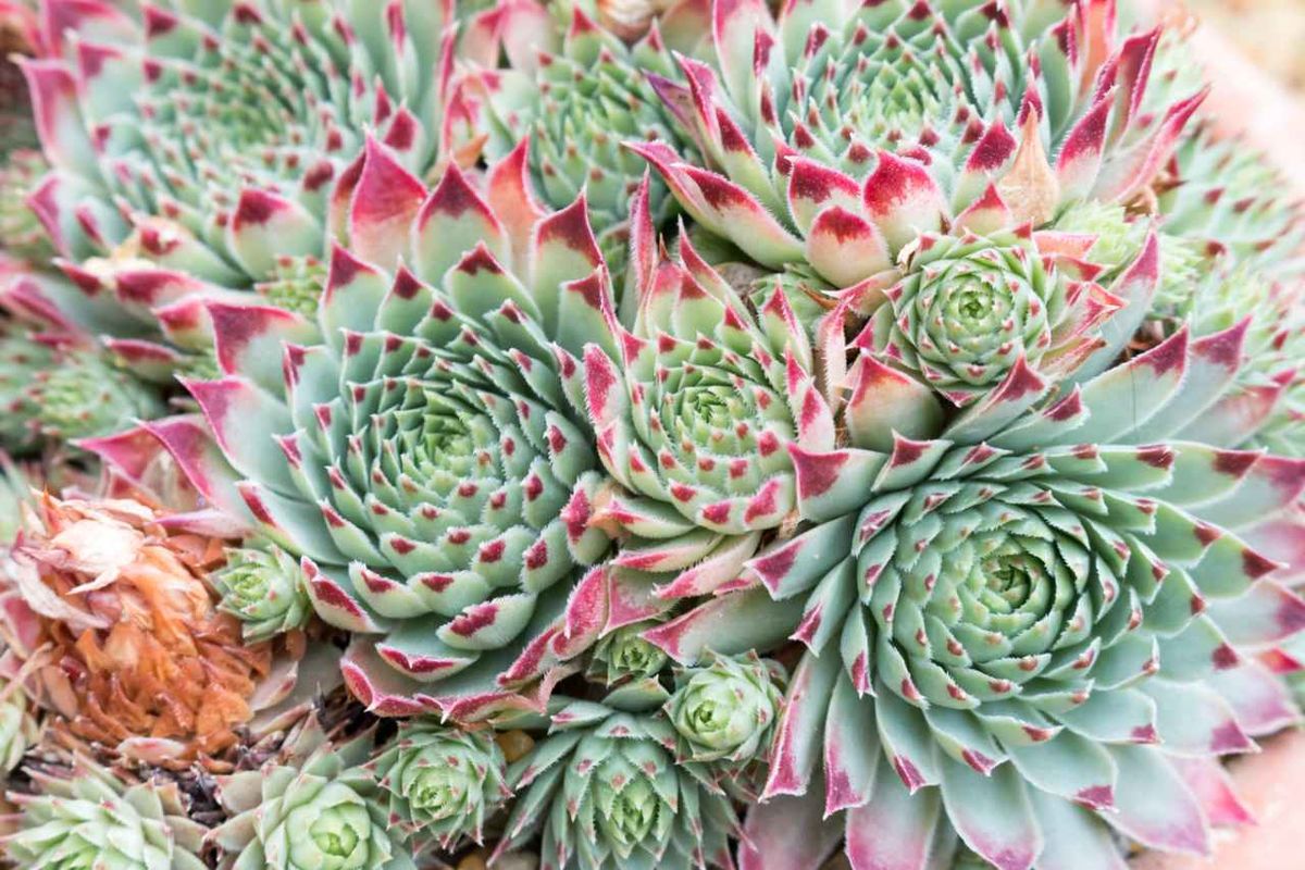 Sempervivum ciliosum.