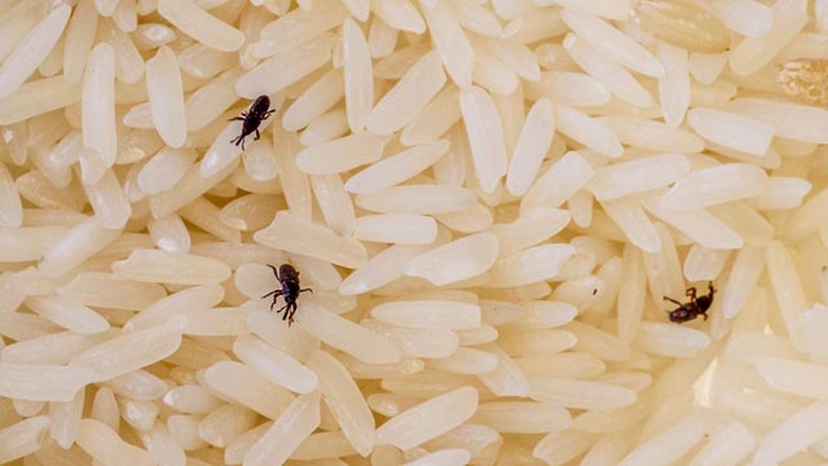 Gorgojos dentro del arroz