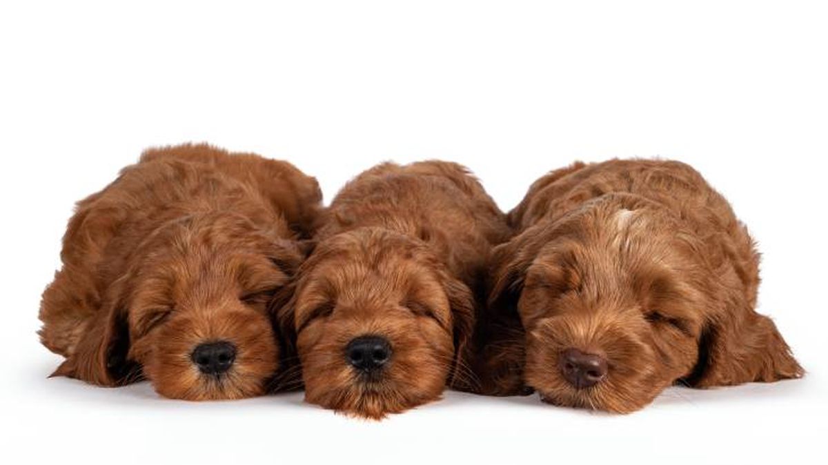 australian cobberdog cuidados