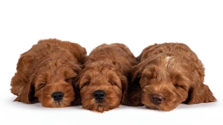 australian cobberdog cuidados