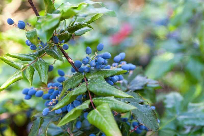 Mahonia aquifolium