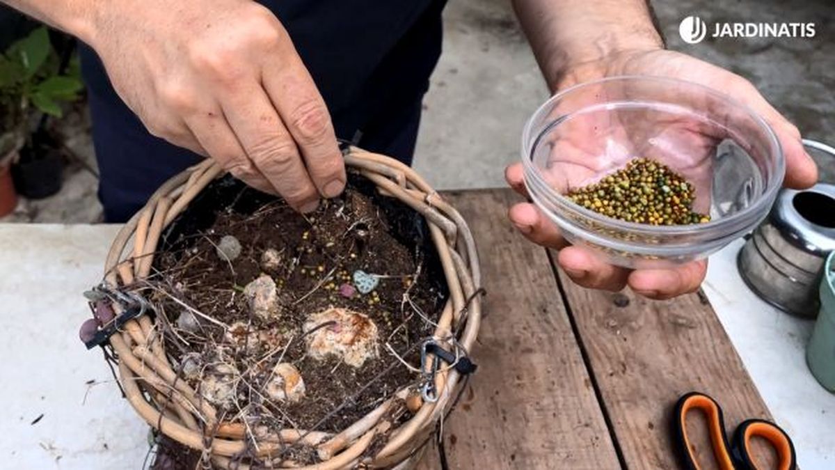 recuperar ceropegia woodii abono liberacion lenta jardinatis 23 36