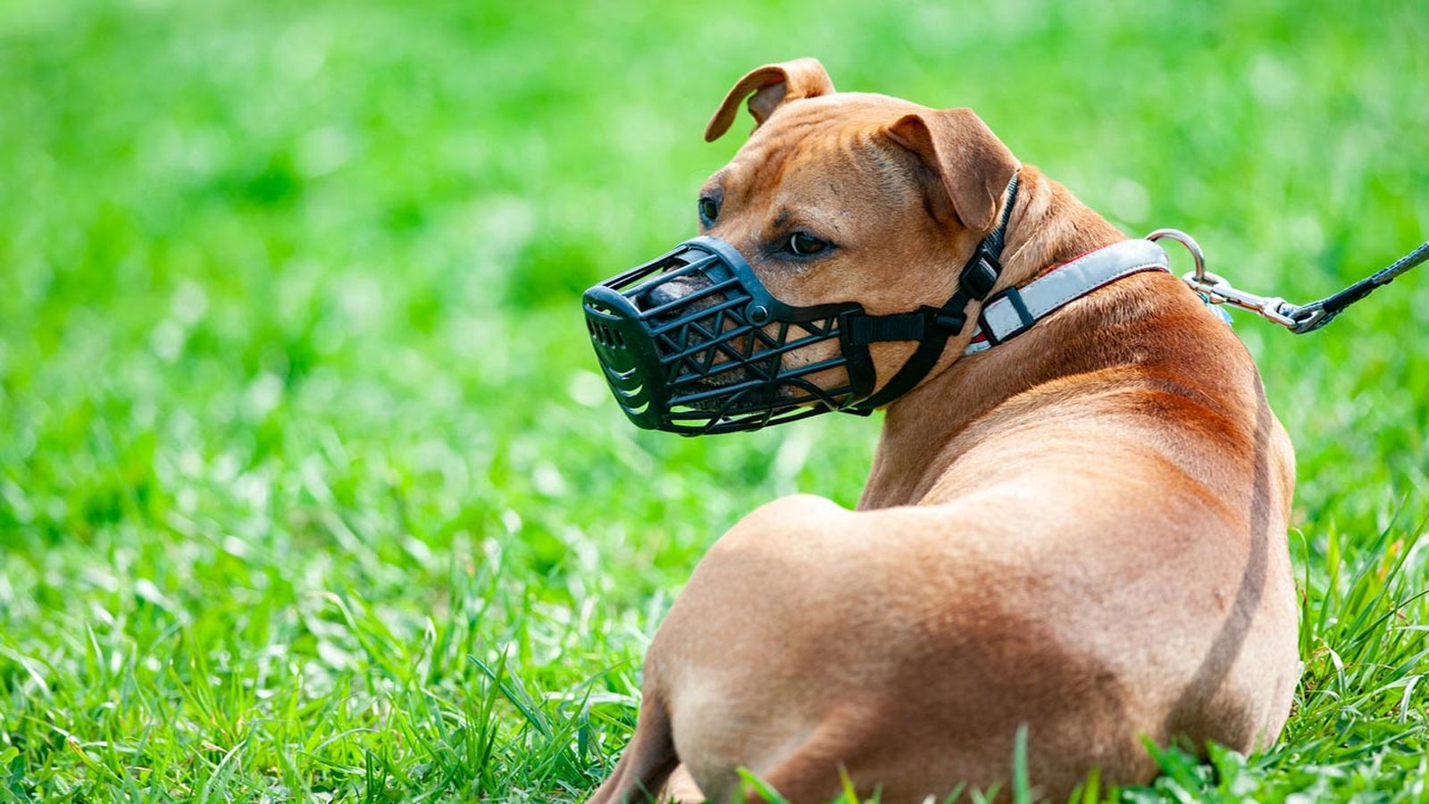 razas de perros potencialmente peligrosos