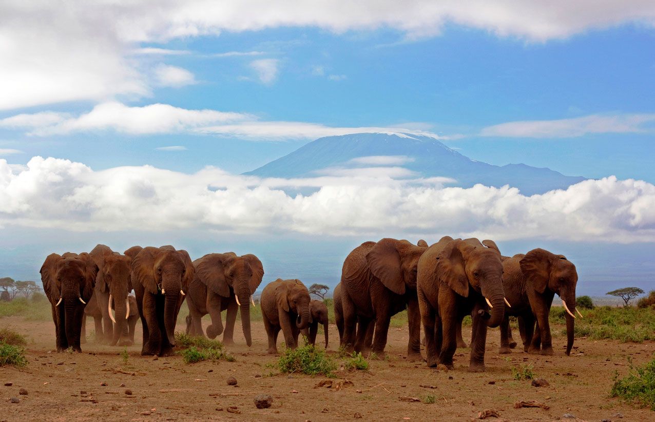 animales que dan buena suerte elefante