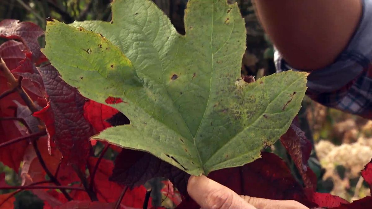DEKO0719 jardineria hortensia hoja roble hoja