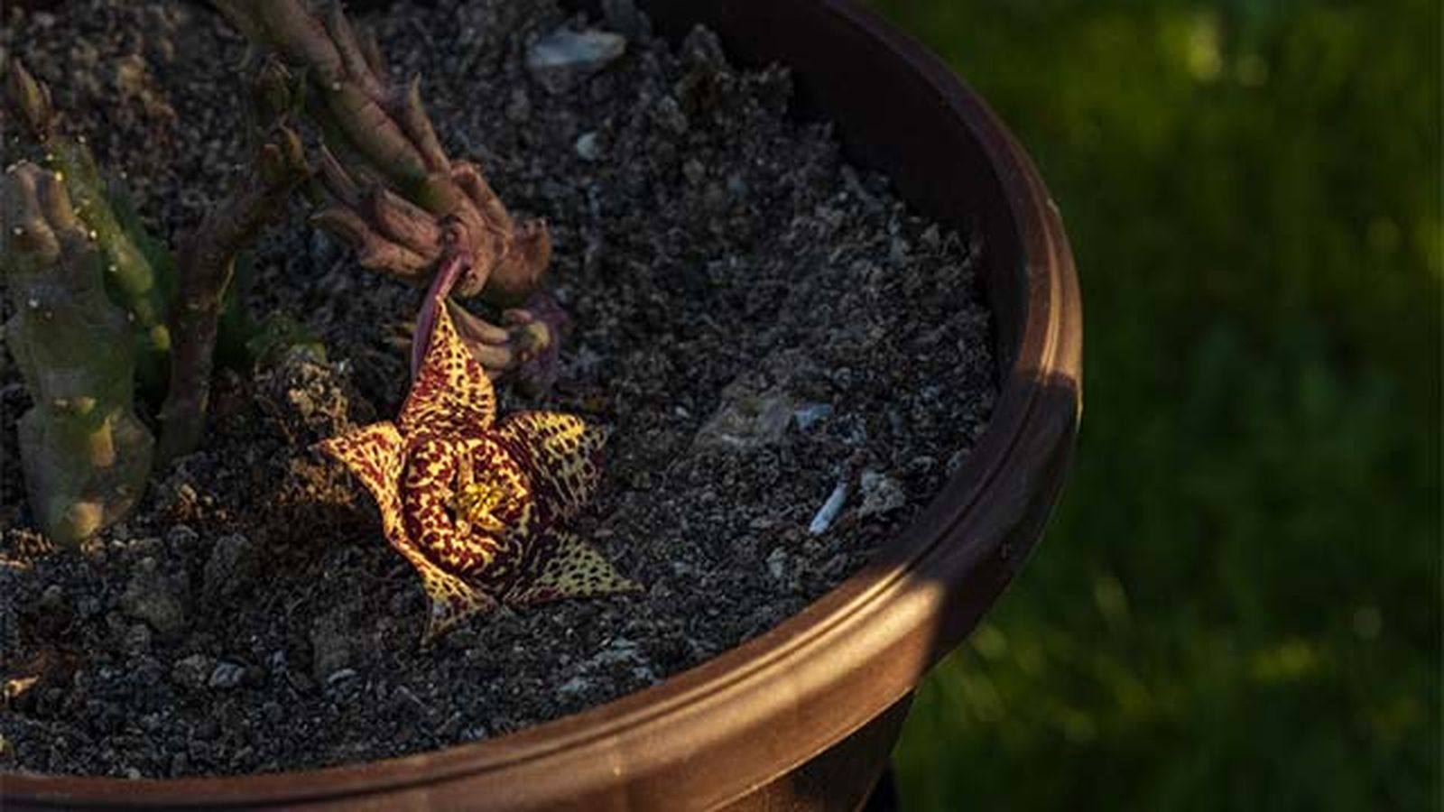 flor de lagarto en semisombra
