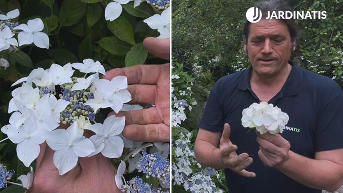 hortensia lacecap y hortensia macrophylla jardinatis