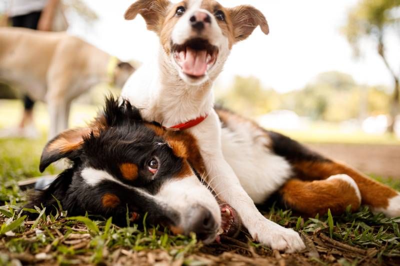 Si te vas de vacaciones recuerda que llevart a tu perro a un hotel canino es una buena opción