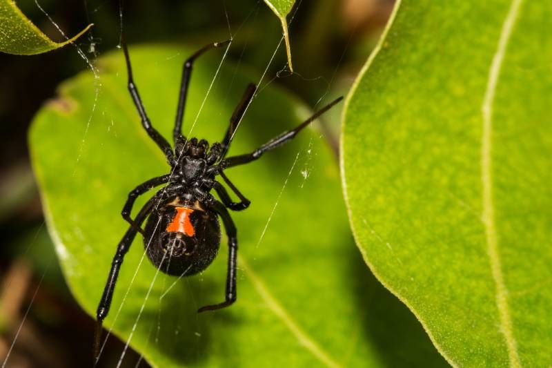 La hembra de la viuda negra a menudo se come al macho justo después del apareamiento.