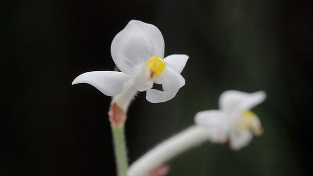 floracion ludisia discolor xl