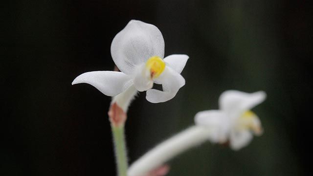 floracion ludisia discolor xl