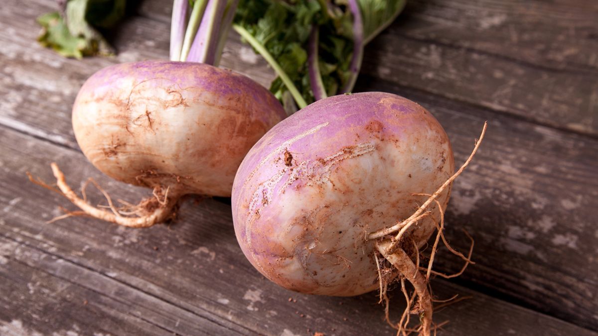 colinabo cosecha invierno