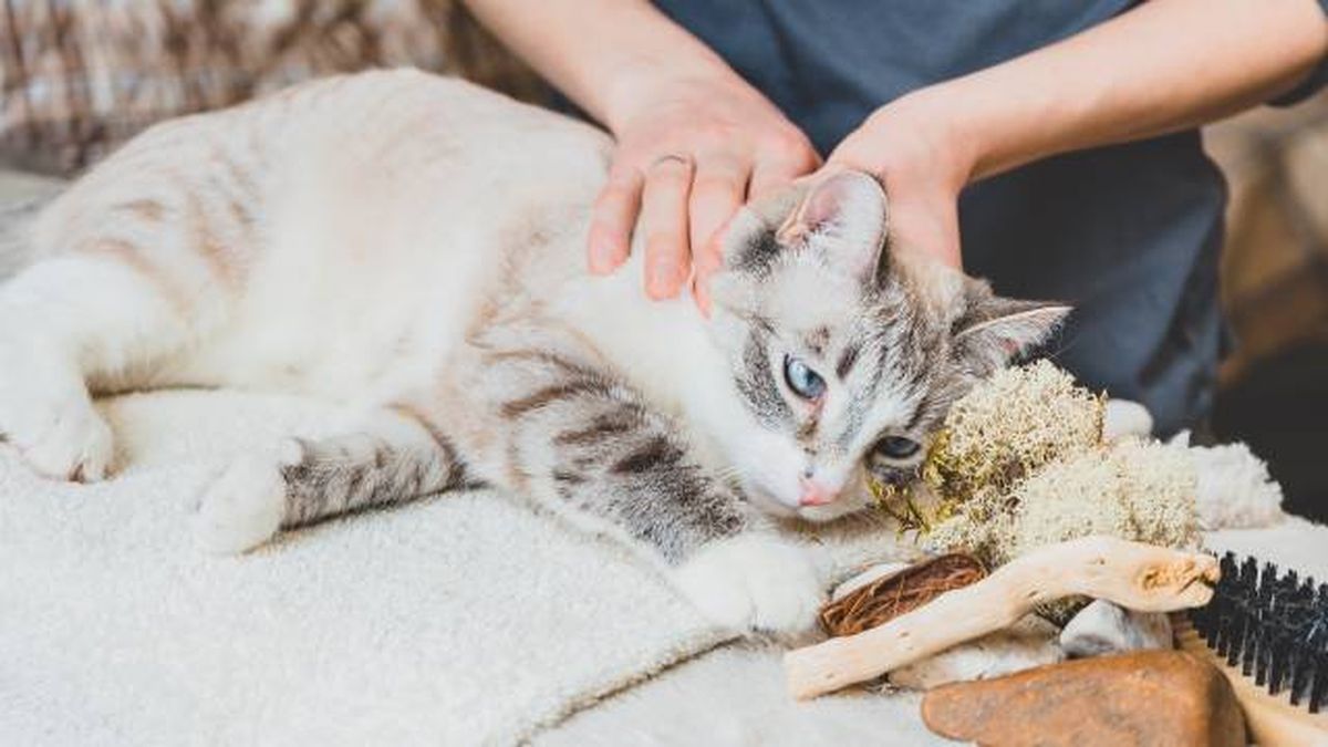 beneficios hidroterapia gatos masajes