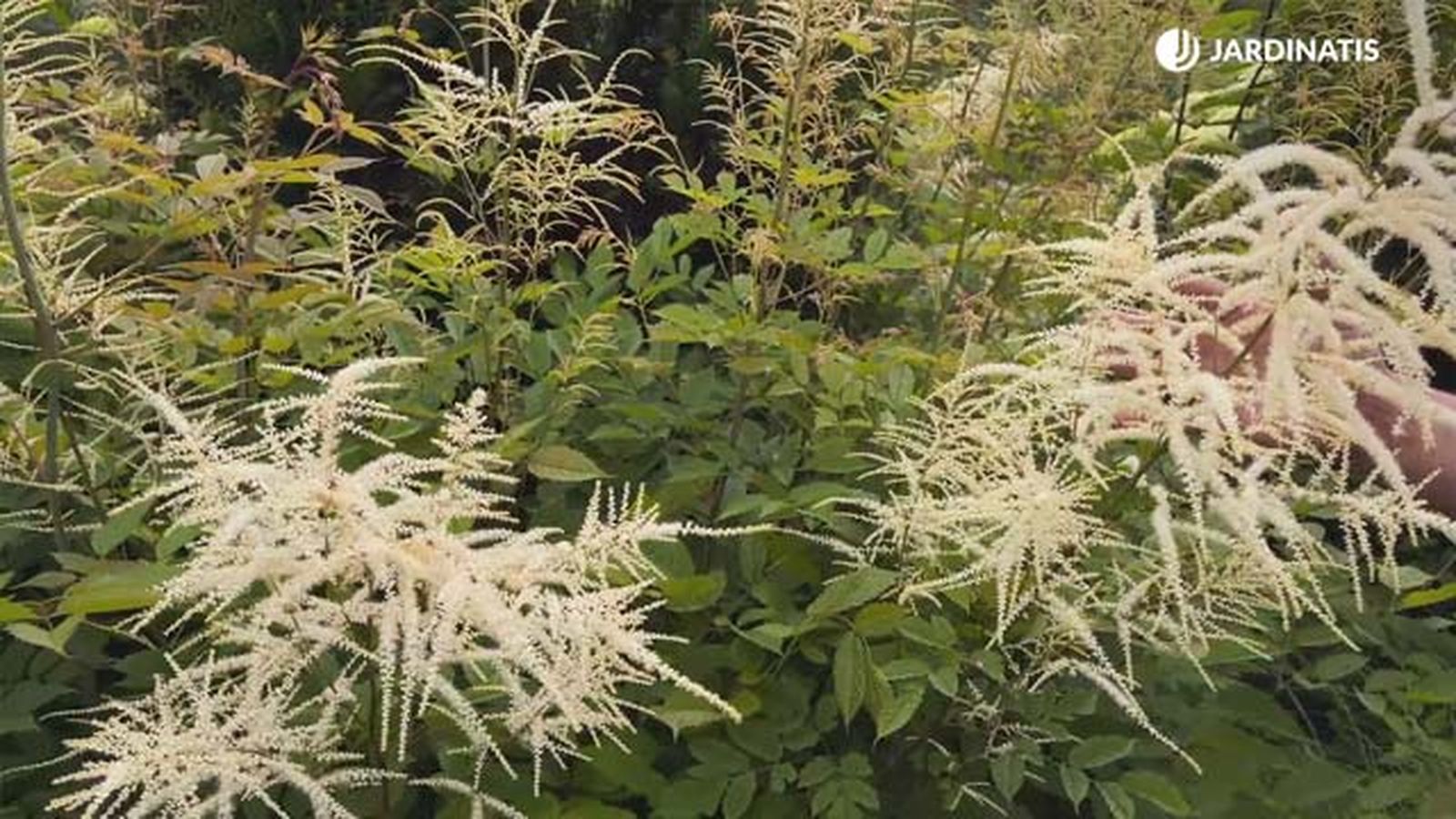 aruncus dioicus en el jardin lurgarden