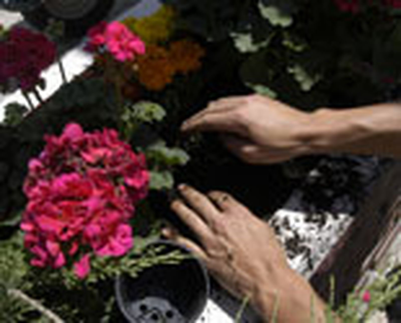 jardinera p05