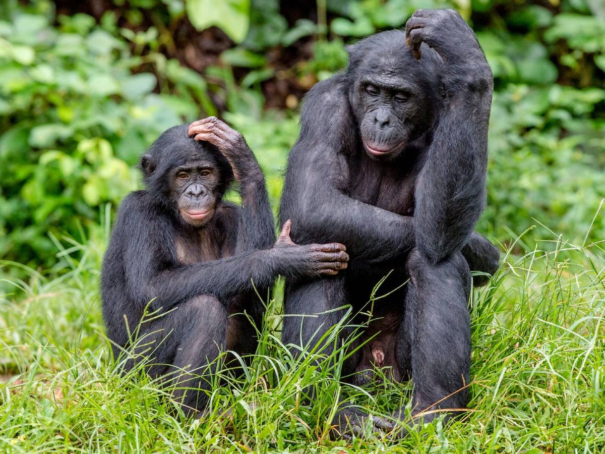 Los investigadores usaron un modelo de lenguaje de inteligencia artificial.