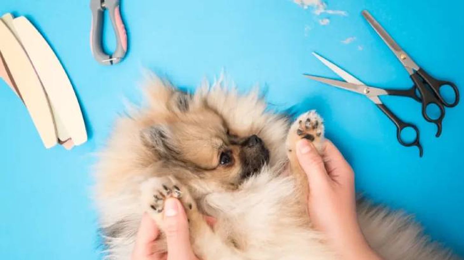 cortadores de pelo para perros 6