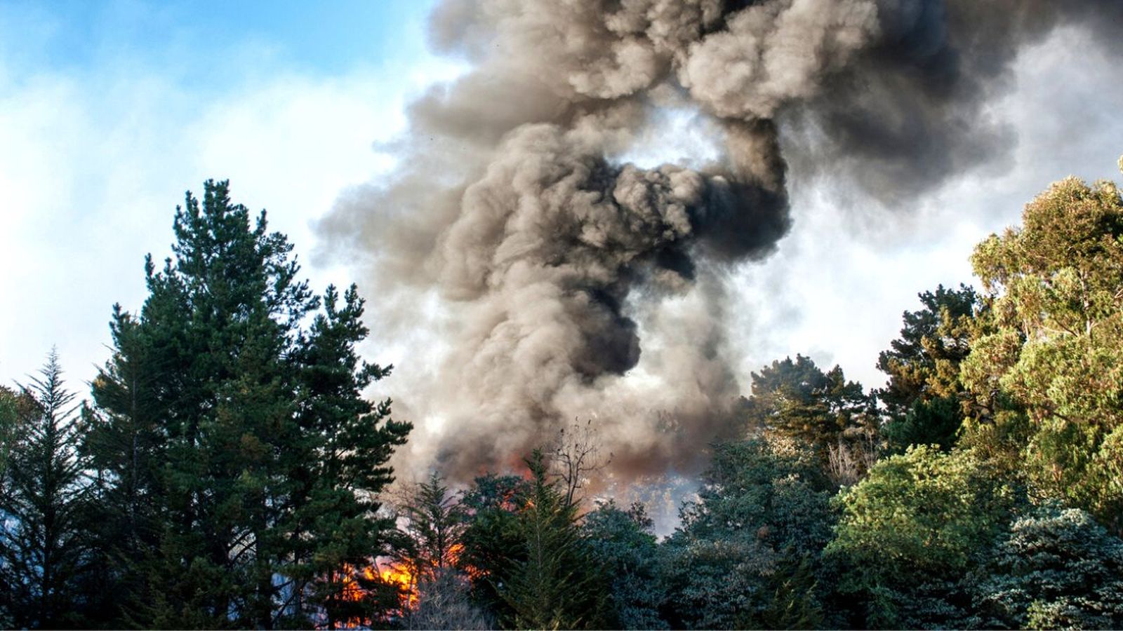 pasos para prevenir incendios forestales