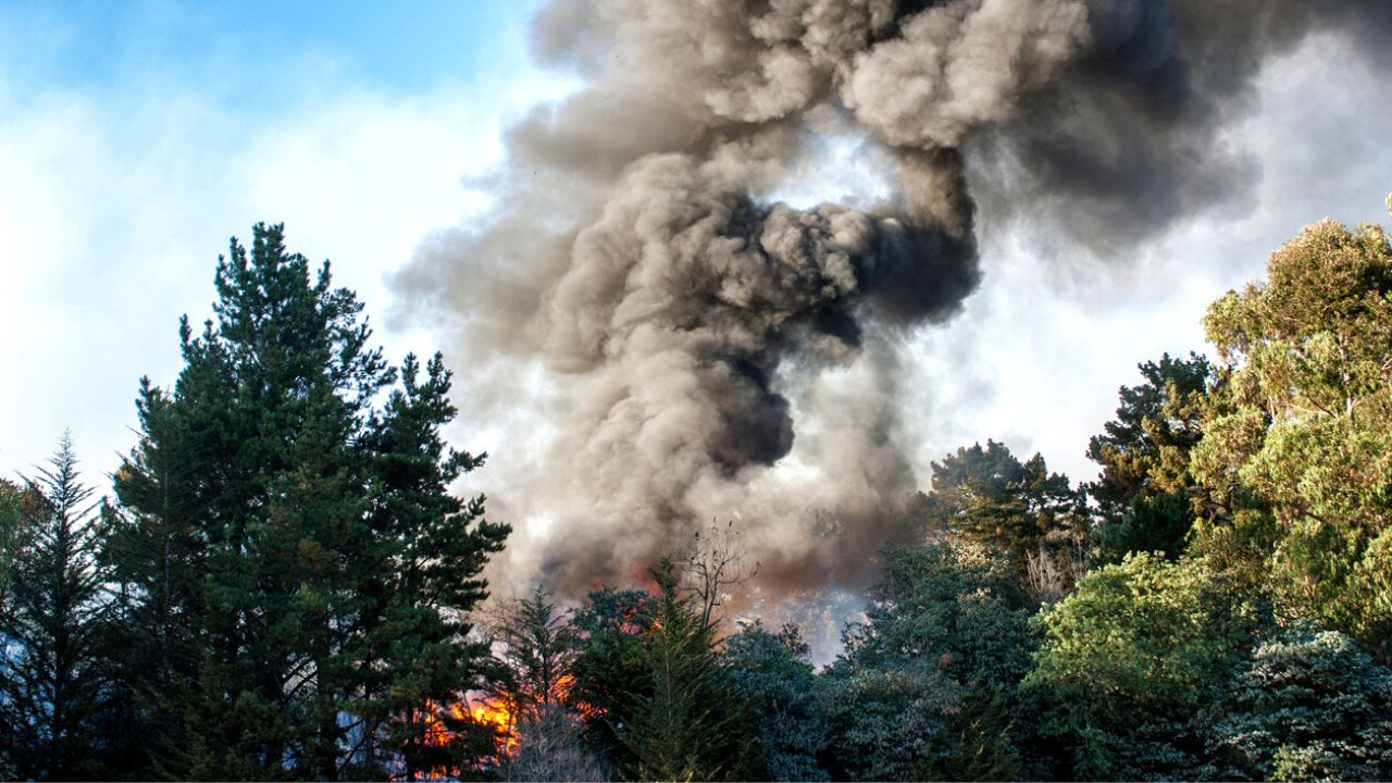 pasos para prevenir incendios forestales