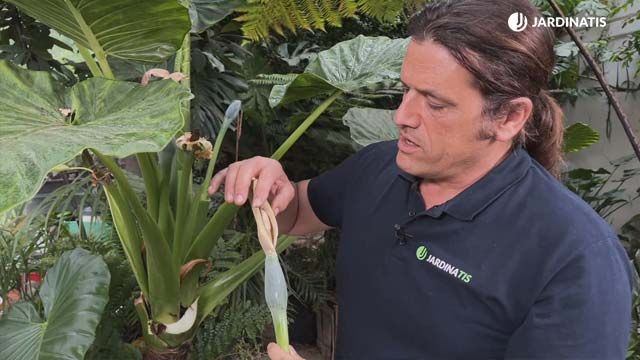 flor de cana de la alocasia macrorrhiza o marquesa jardinatis