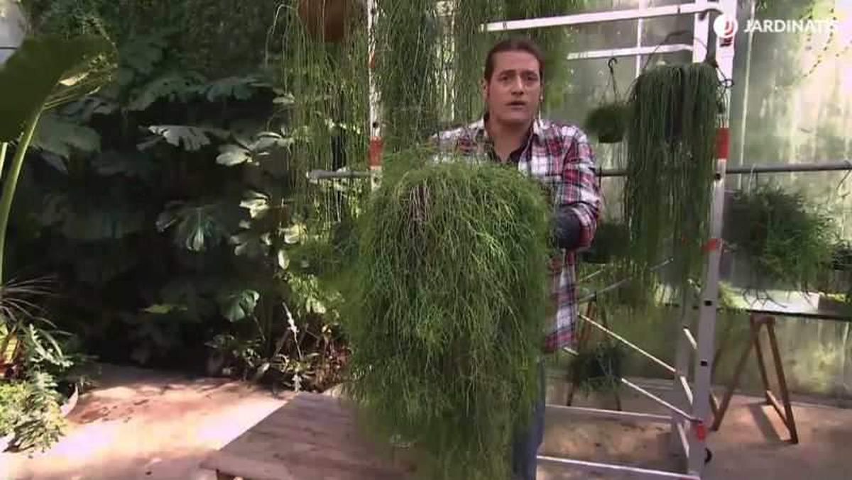 Los Rhipsalis no suelen necesitar trasplantes