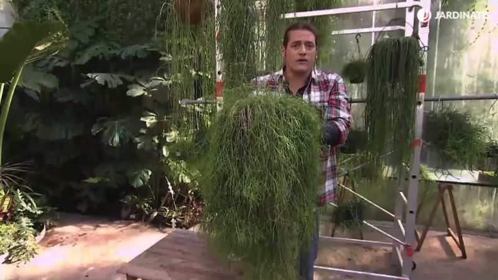 Los Rhipsalis no suelen necesitar trasplantes