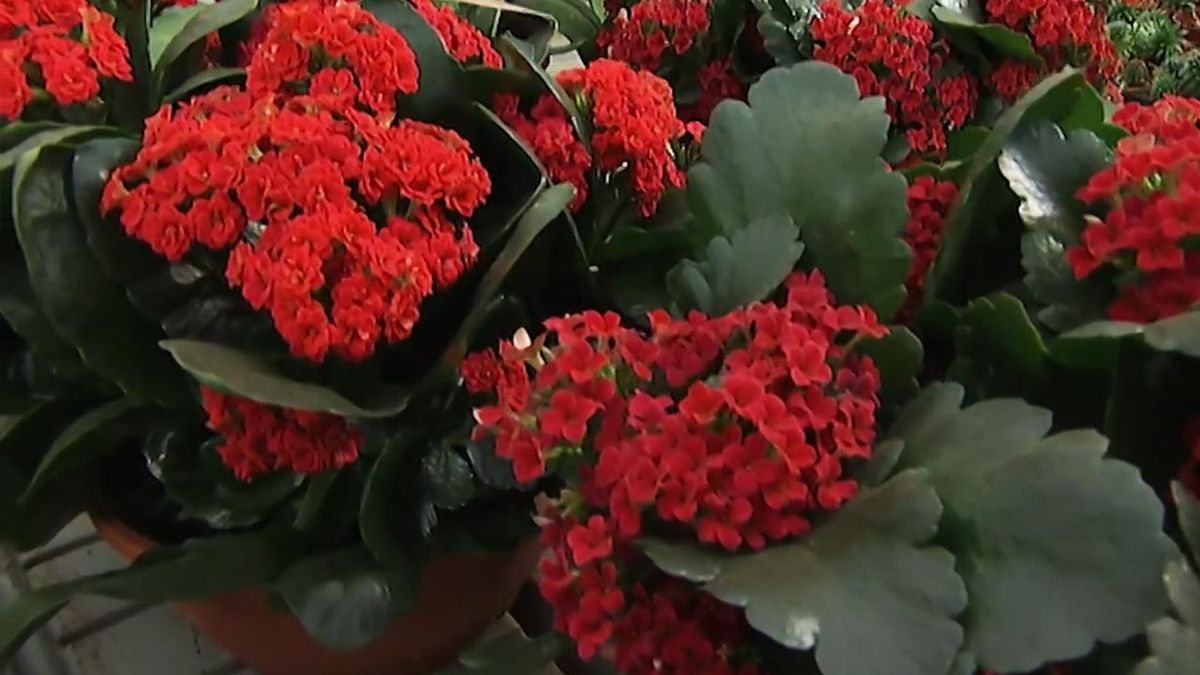 variedad Kalanchoe blossfeldiana flores deco 373 jardin