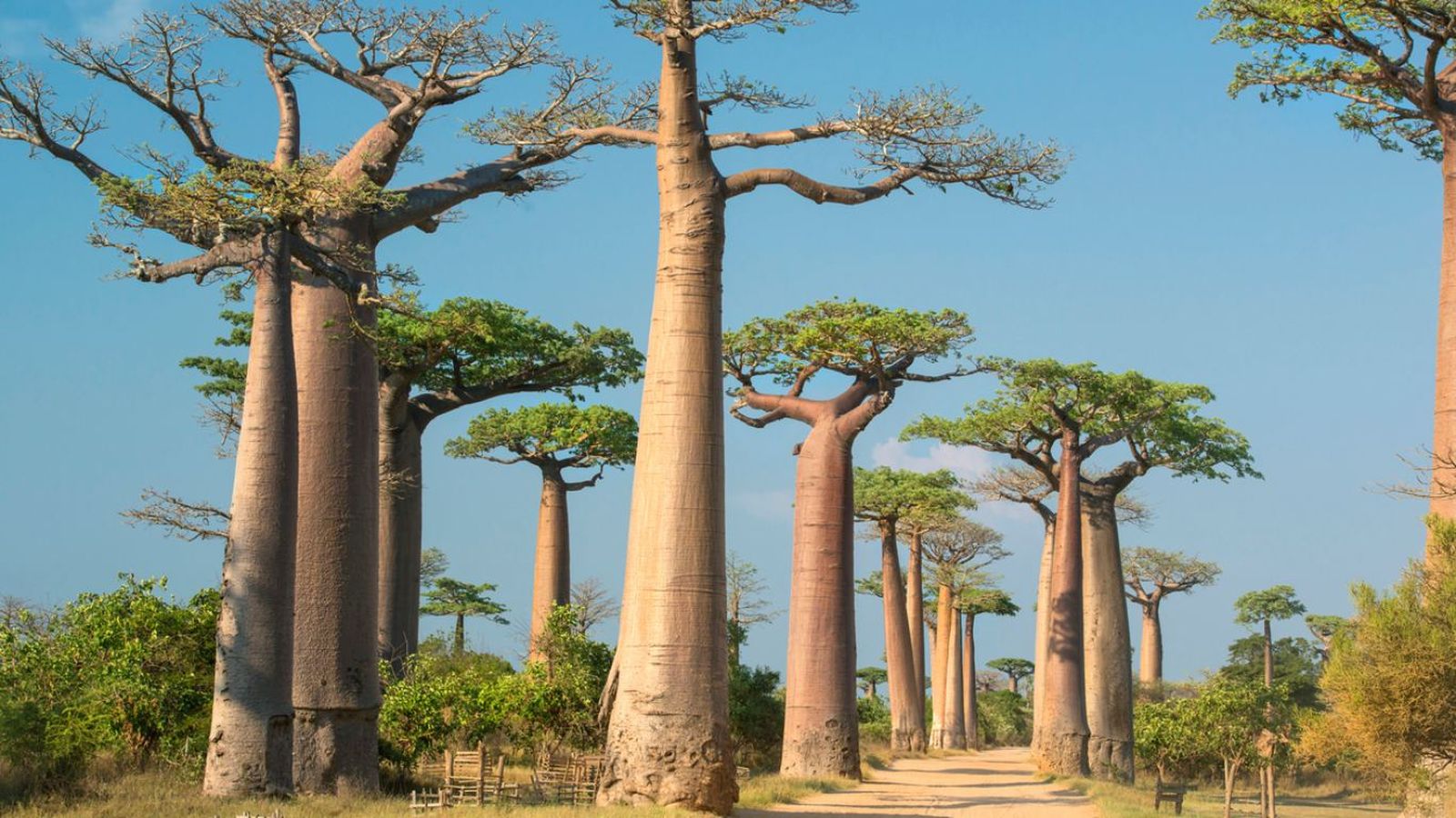 El baobab es considerado el árbol de la vida en muchas culturas