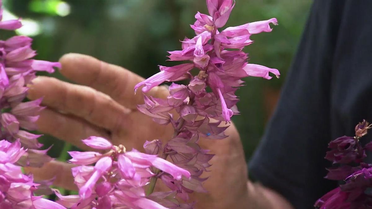 brico jardin 1040 composicion floral granate salvias rosas