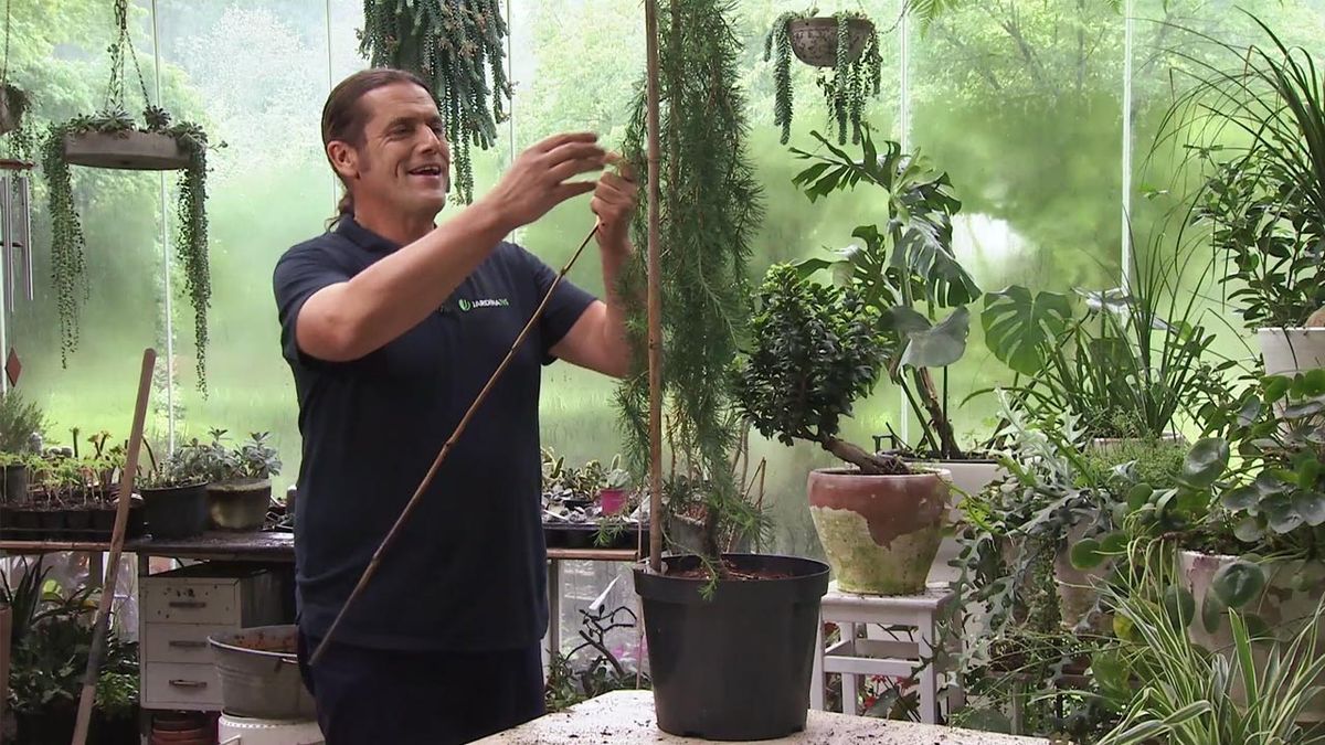 programacion jardinatis 20 21 junio 2020