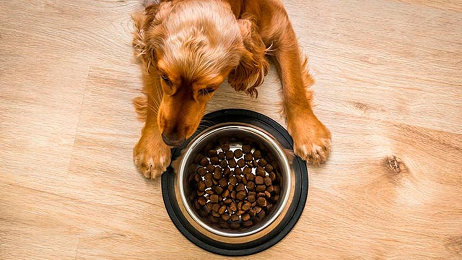 comer dia perro 1