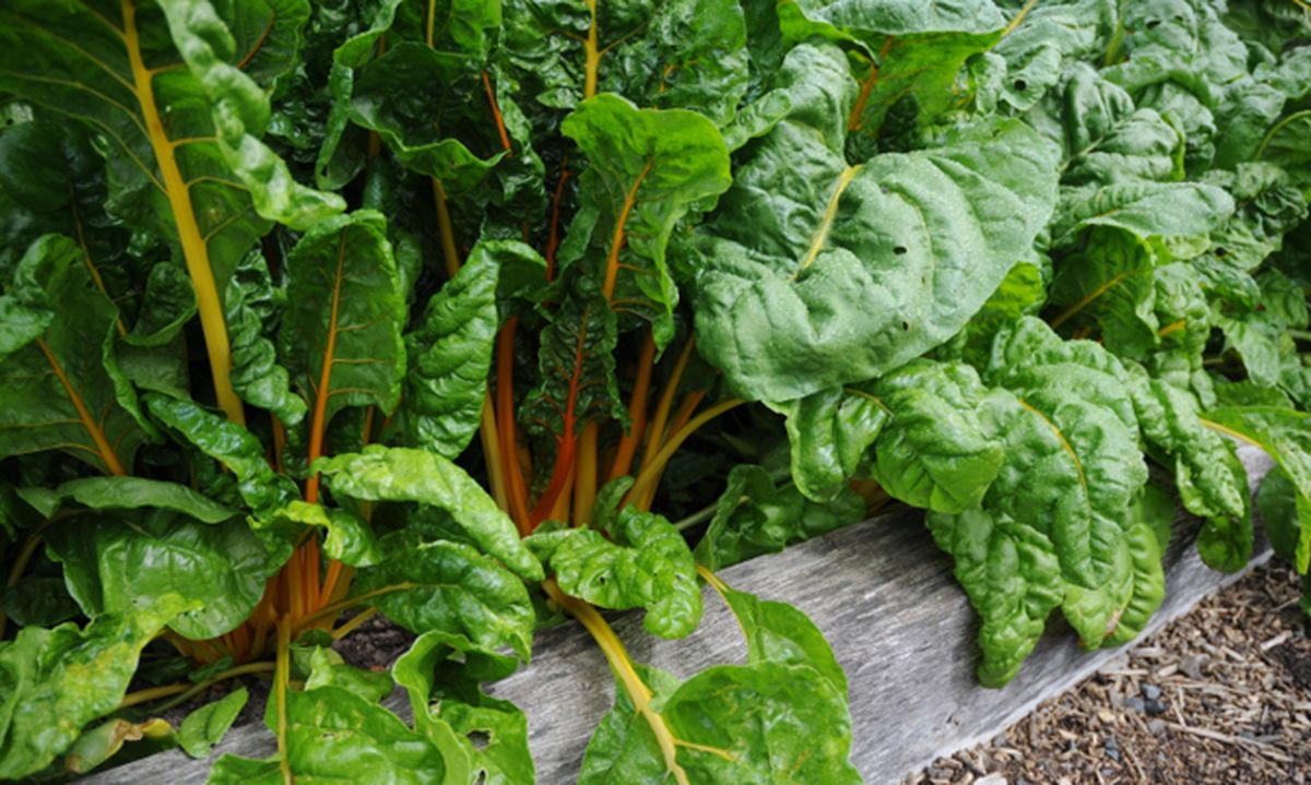 ROJA010_Como plantar acelgas en la huerta