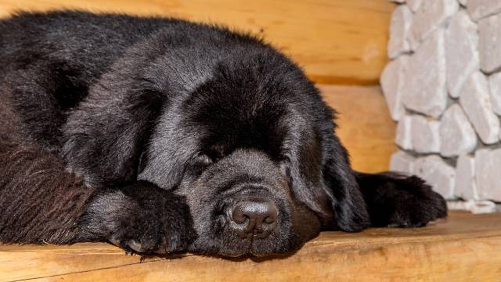 nombres para perros negros raza terranova