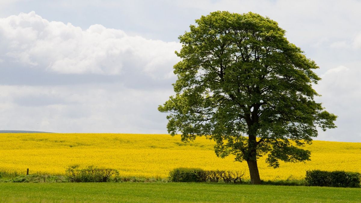 que es un arbol tipos caracteristicas xl
