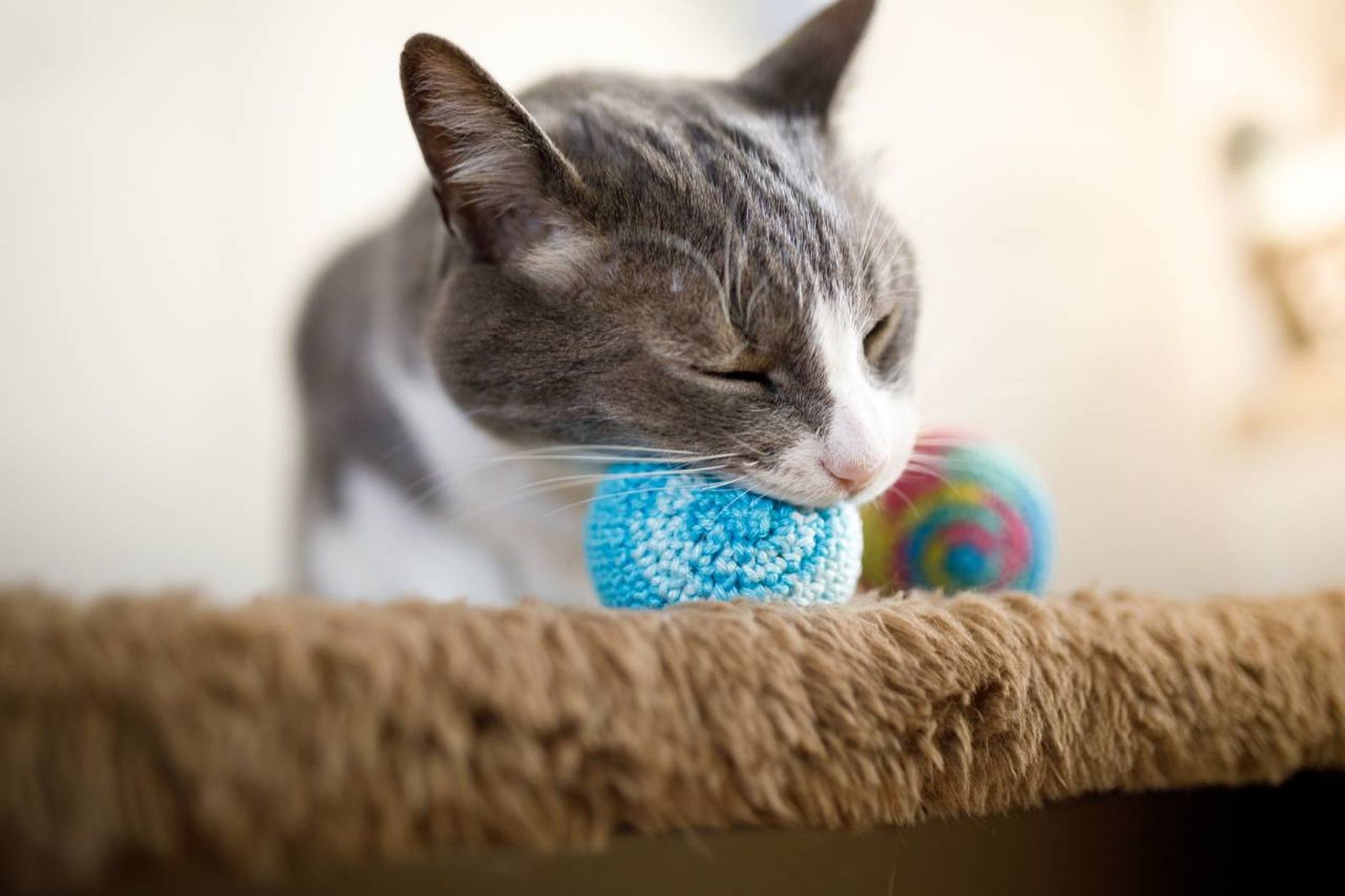 Celebra el Día Mundial del Gato con la selección de artículos de Lidl.