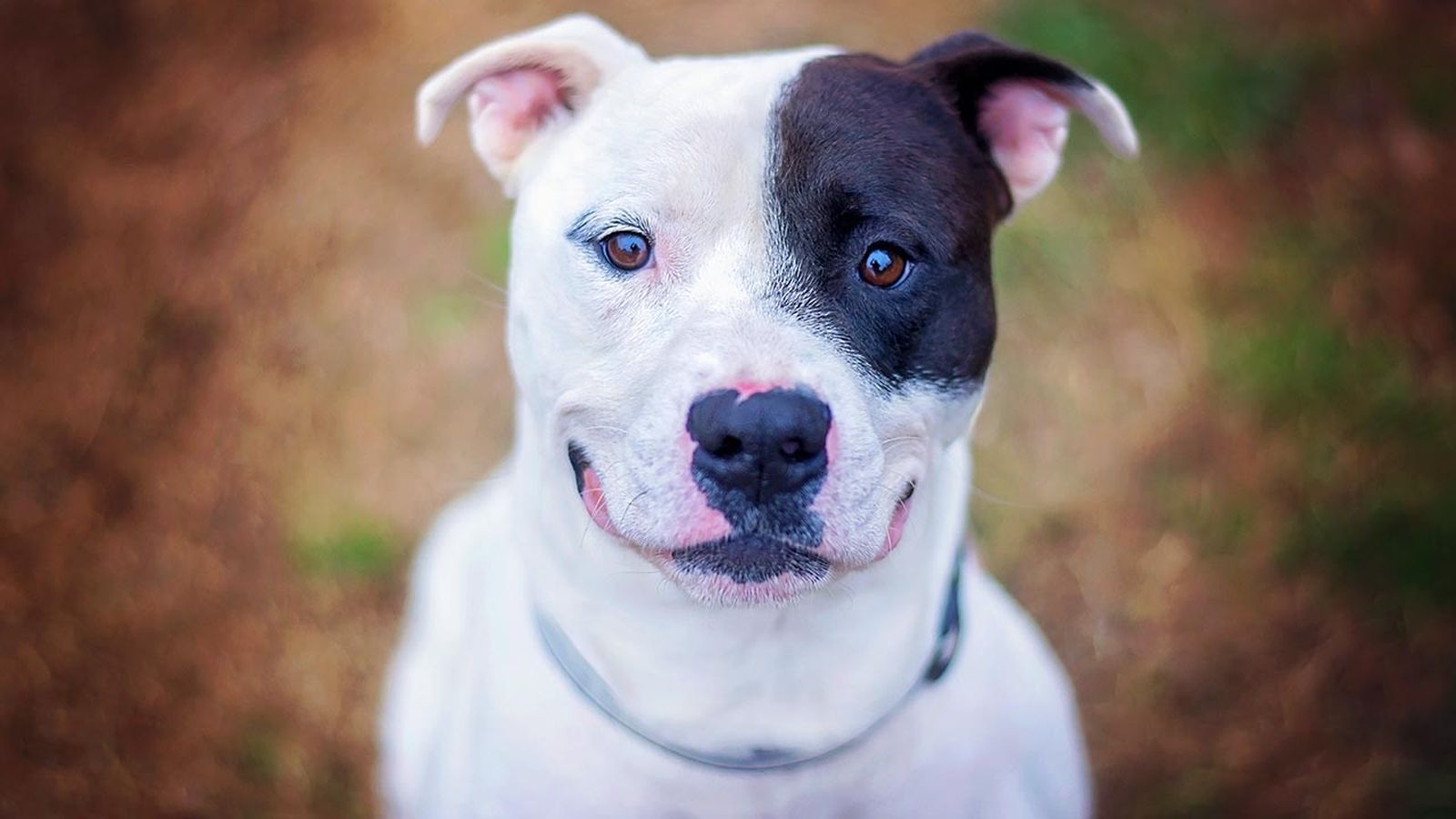 6 mitos perros pitbull