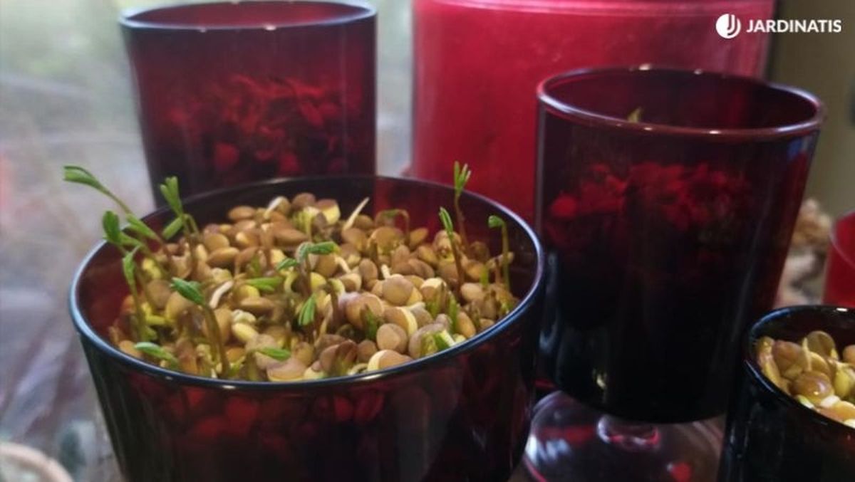 Crecimiento de germinados de lentejas