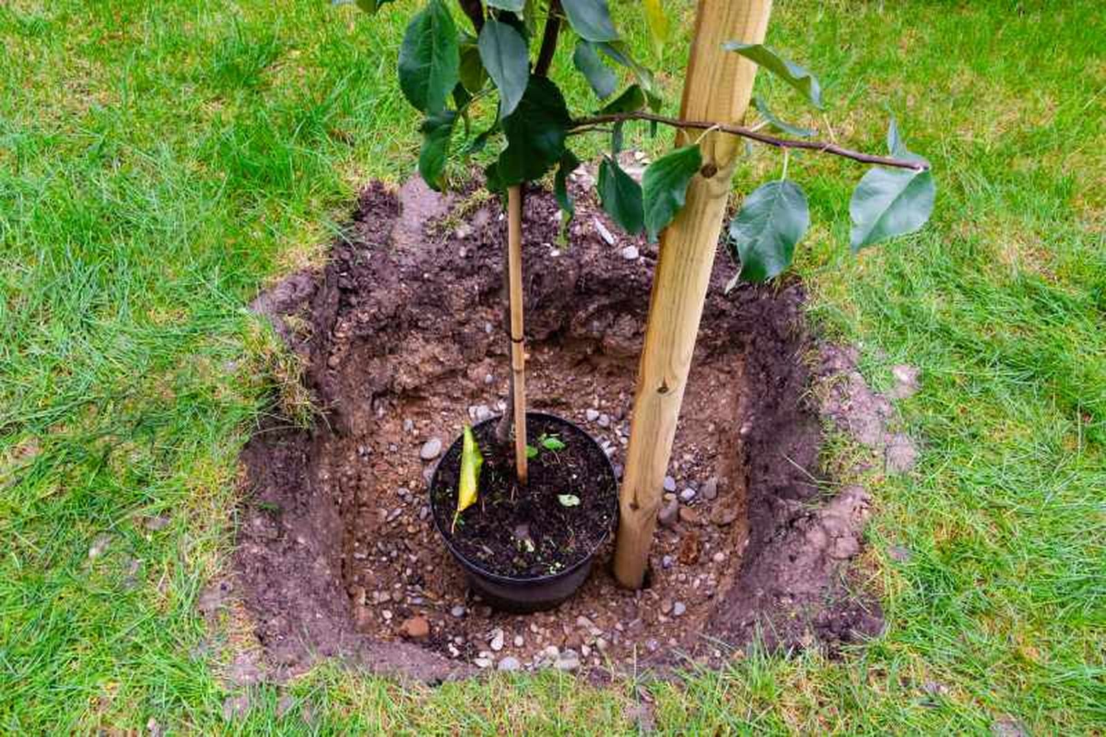 Cada vez más personas se animan a plantar un árbol.