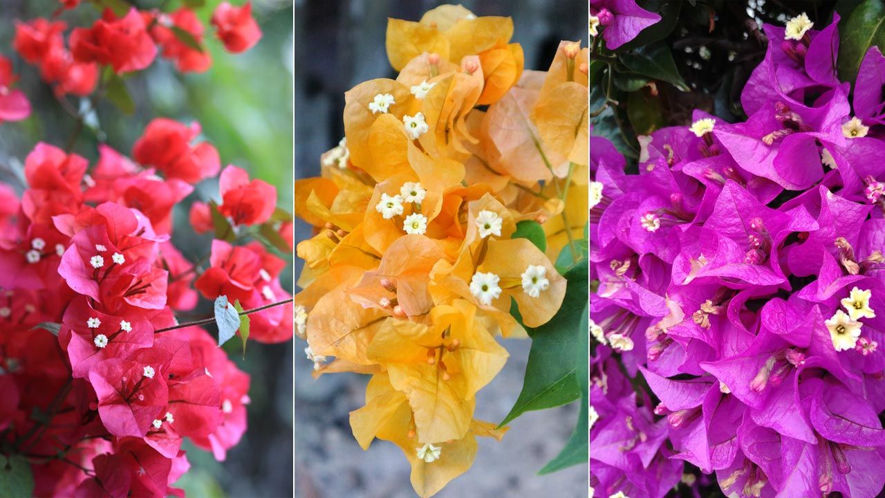 variedades de buganvillas colores