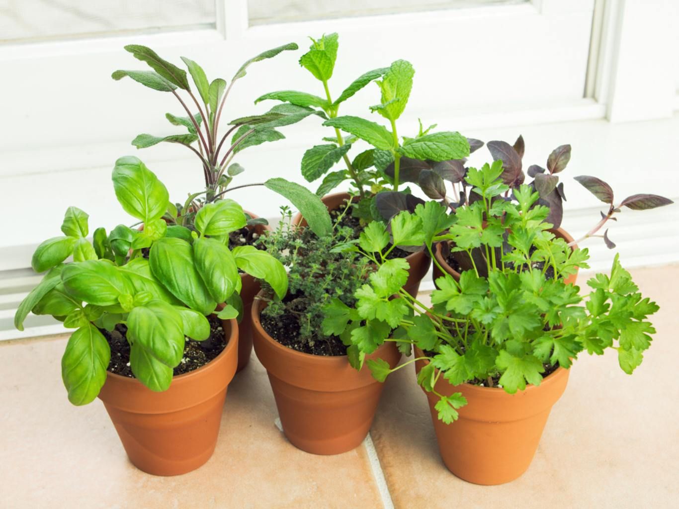 Puedes disfrutar de un mini jardín en el alféizar.