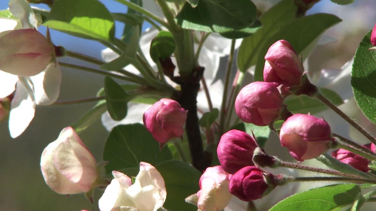 deco735 jardineria manzano malus evereste flores rosas