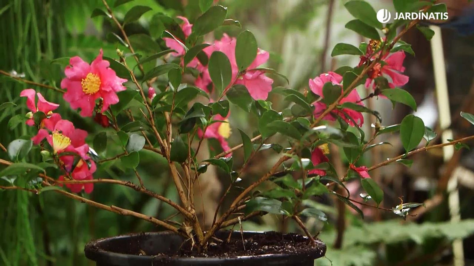 968 caracteristicas camelia sasanqua arbusto