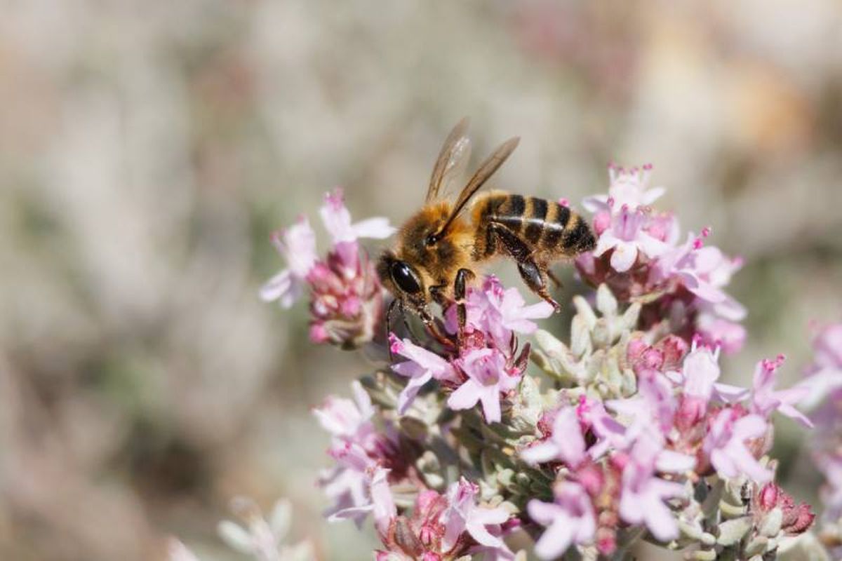 El tomillo es una planta melífera