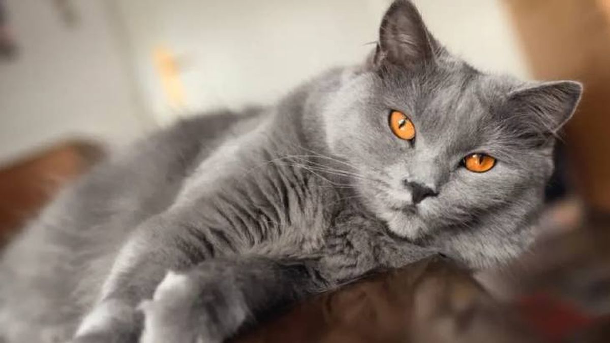 razas de gatos grises chartreux