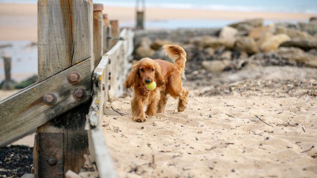 cocker en la playa