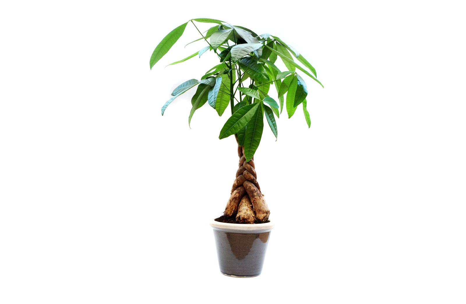 pachira xl