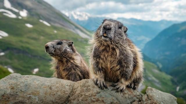 animales que empiezan por M marmota